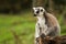 A Ring Tailed Lemur sitting alone.