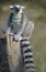 Ring-tailed Lemur sitting with eyes closed