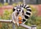 A Ring Tailed Lemur Sitting On a Fense Eating A Carrot