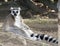 Ring tailed lemur sitting on ground, madagascar