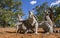 Ring-tailed lemur sitting on the ground. Madagascar.