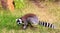 Ring tailed lemur sitting on the ground in Madagascar