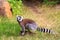 Ring tailed lemur sitting on the ground in Madagascar