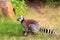 Ring tailed lemur sitting on the ground in Madagascar