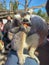 Ring-tailed lemur sitting on the shoulder of a older woman while eating a piece of carrot, at the wildlife park Pairi Daiza in