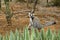 Ring-tailed lemur sitting in spiny forest, Madagascar