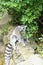Ring tailed lemur sitting on a stone wall
