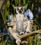Ring-tailed lemur sitting on a tree. Madagascar.