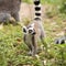 Ring-tailed lemur standing