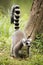 Ring-tailed lemur standing