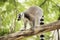 Ring-tailed lemur standing