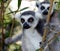 Ring-tailed lemur on tree and watch something, srgb image