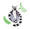 Ring-tailed lemur vector illustration.