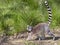 Ring-tailed lemur walking