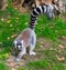 Ring tailed Lemur walking in a defensive pose, a tropical endangered monkey from madagascar