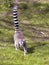 Ring-tailed lemur walking on grass