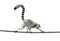 Ring-tailed lemur walking on a rope