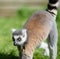 Ring tailed lemur walking on a sunny day