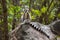 Ring tailed lemur in a wild