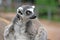 Ring-tailed lemur in a Zoo