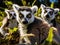 Ring tailed Lemurs