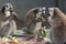 The ring-tailed lemurs in Beijing Zoo