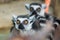 Ring-Tailed Lemurs closeup portrait, a large gray primate with golden eyes