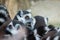 Ring-Tailed Lemurs closeup portrait, a large gray primate with golden eyes