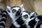 Ring-Tailed Lemurs closeup portrait, a large gray primate with golden eyes