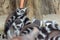 Ring-Tailed Lemurs closeup portrait, a large gray primate with golden eyes