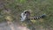 Ring-tailed Lemurs eating on ground and looking around