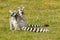 Ring-tailed lemurs family