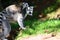 Ring tailed lemurs Lemur catta