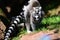 Ring tailed lemurs Lemur catta