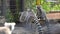 Ring-tailed lemurs Lemur catta feeding outdoors in cage