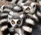 Ring-tailed lemurs (Lemur catta) huddle together