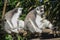 Ring tailed lemurs with orange eyes one licking its hand the other one turning away