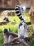 Ring-Tailed Lemurs Playing