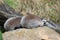 Ring-tailed lemurs resting on rocks