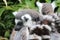 Ring-tailed lemurs resting together