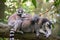 Ring-tailed lemurs sitting on the tree branch