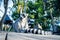 Ring tailed lemurs sitting on wooden floor.