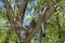 Ring-tailed lemurs in tree, Madagascar