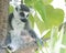 Ring tailed Madagascar lemur sitting in a tree looking pensive, gentle and calm