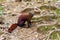 The ring-tailed mongoose