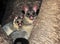 Ring tailed possum with baby ,queensland,australia