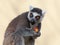 Ring-tailted lemur eating front portrait