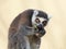 Ring-tailted lemur eating portrait