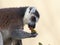 Ring-tailted lemur eating side portrait