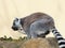 Ring-tailted lemur eating side portrait